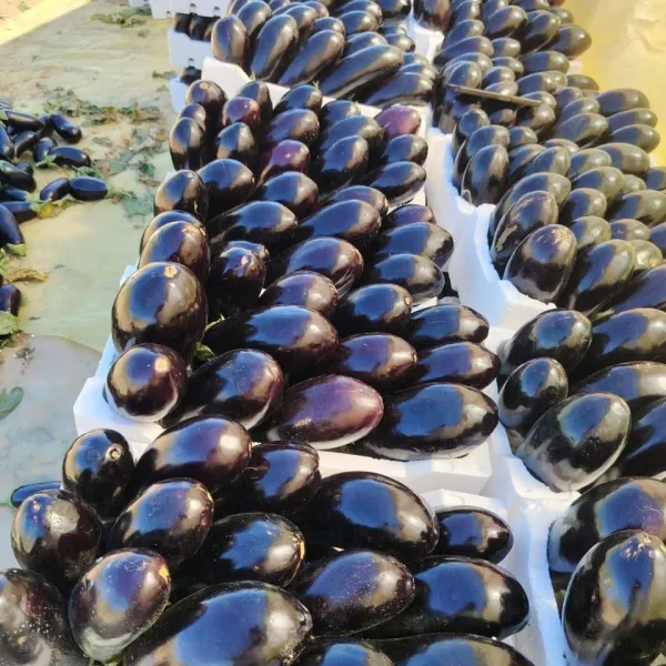 باذنجان